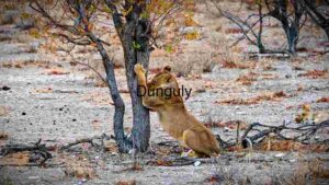 At Home The Stealthy Predator: A Lioness in the Wild