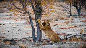 At Home Lioness Going to Climb a Tree
