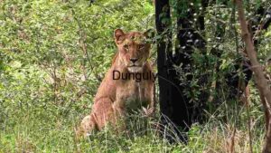 At Home Majestic Lioness in Repose: A Study of Feline Grace in the Wild