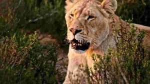 At Home Majestic Lioness in the Wild