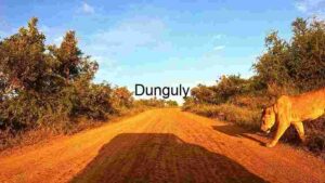 At Home Golden Hour on a Dusty Road: A Lion's Stroll in the Wild