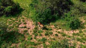 At Home Lone Lioness in Lush Green Meadow