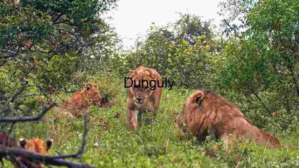 Explore the wild majesty of wildlife through thrilling encounters (78) Majestic Lion in the Wild