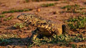 Scaled Majesty: A Monitor Lizard in the Wild