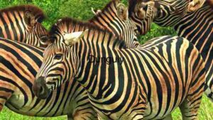 At Home Striped Elegance: A Herd of Zebras in Their Natural Habitat