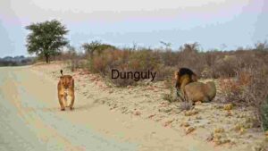 At Home Majestic Lions on a Dusty Road at Dusk