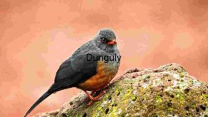 Perched Majesty: A Bird Amidst the Wilderness