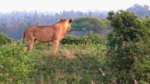 At Home Majestic Lion Surveying the Savannah