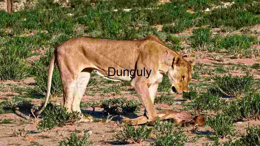 Explore the wild majesty of wildlife through thrilling encounters (96) Predatory Instincts: A Lioness and Her Prey