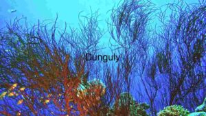 At Home A Glimpse into Coral Reef Biodiversity