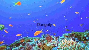 At Home A Glimpse into the Coral Reef Ecosystem