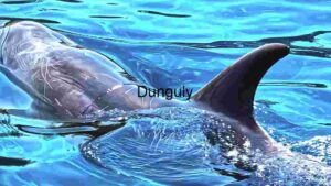 At Home Graceful Dolphin in Crystal Blue Waters