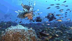At Home Underwater Ballet: The Graceful Dance of Lionfish