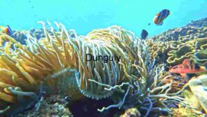 At Home Underwater Marvel: A Glimpse of Coral Reef Biodiversity