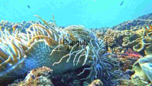 At Home A Glimpse of Coral Reef Biodiversity