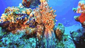 Vibrant Underwater Ecosystem: A Glimpse into Marine Biodiversity