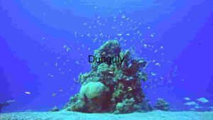 At Home Camouflaged Wonders of the Deep