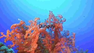Vibrant Underwater Ecosystem: A Glimpse into Marine Biodiversity