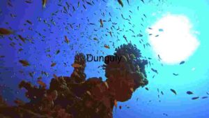 At Home Underwater Serenity: A Glimpse into the Coral Reef Ecosystem