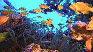 At Home Underwater Serenity: A Glimpse into the Coral Reef Ecosystem