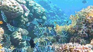 At Home Underwater Serenity: A Coral Reef Ecosystem
