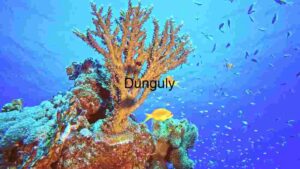 At Home Underwater Coral Reef Ecosystem