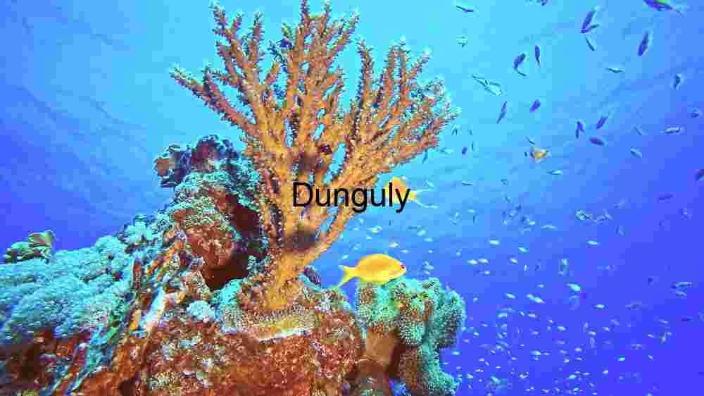 Mesmerizing marine life, enchanting beauty beneath the waves, an underwater wonderland (39) Underwater Coral Reef Ecosystem