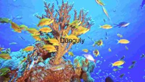 Coral Reef Ecosystem