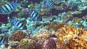 At Home Underwater Serenity: A Glimpse of Coral Reef Life