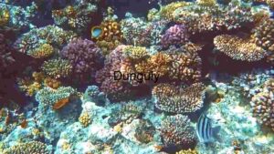 At Home A Glimpse of Coral Reef Life