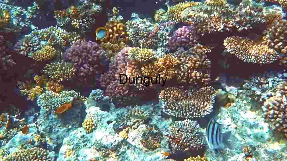 Mesmerizing marine life, enchanting beauty beneath the waves, an underwater wonderland (47) A Glimpse of Coral Reef Life