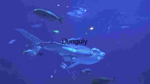 Majestic Whale Shark Encounter