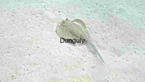 At Home Solitary Stingray in Sandy Shallows
