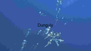 At Home Underwater Serenity: A School of Fish in the Deep Blue
