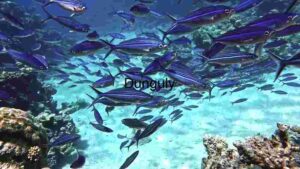 At Home Underwater Serenity: A School of Fish in Their Natural Habitat