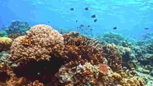 At Home Underwater Coral Reef Ecosystem