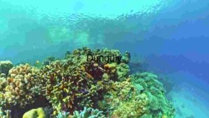 At Home Underwater Marvels: A Coral Reef Ecosystem