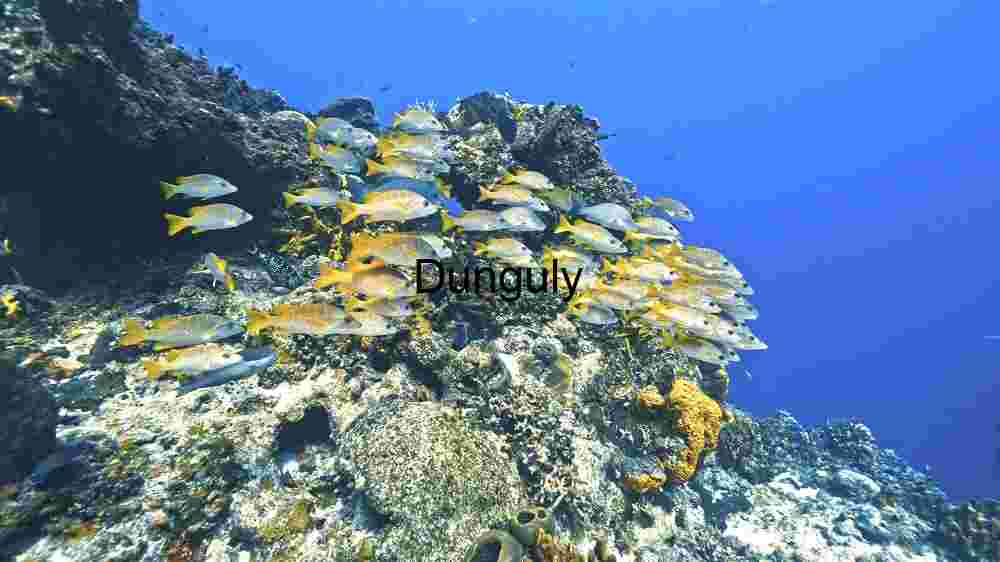 Mesmerizing marine life, enchanting beauty beneath the waves, an underwater wonderland (69) Underwater Serenity: A School of Tropical Fish