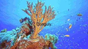 Vibrant Underwater Ecosystem: A Glimpse into Coral Reef Biodiversity