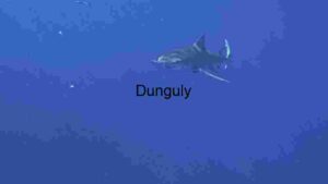 At Home Solitary Shark in the Deep Blue