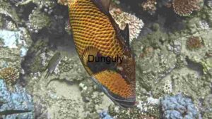 At Home Underwater Majesty: A Close Encounter