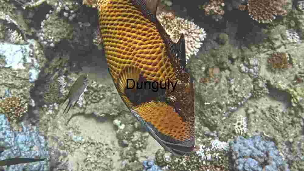 Mesmerizing marine life, enchanting beauty beneath the waves, an underwater wonderland (88) Underwater Majesty: A Close Encounter