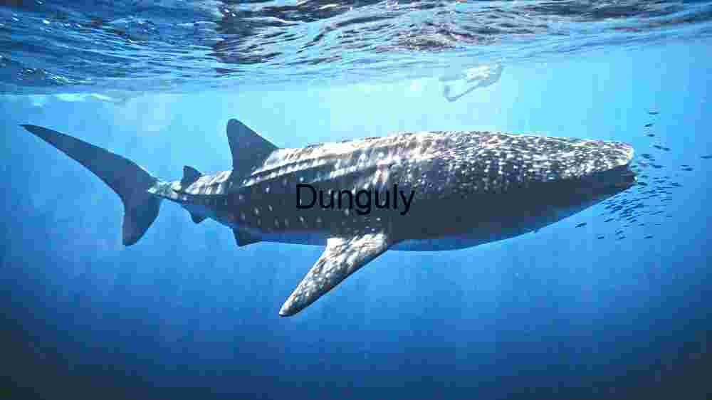 OCEAN ANIMAL ADVENTURES (2) Majestic Whale Shark in the Deep Blue