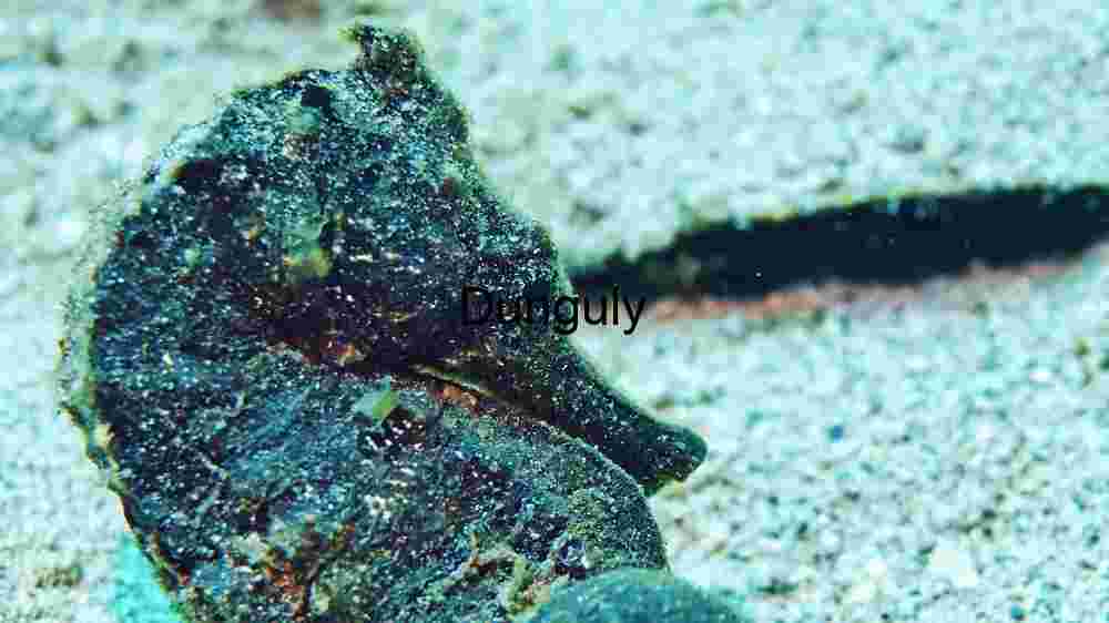 OCEAN ANIMAL ADVENTURES (9) Camouflaged Wonders: The Art of Underwater Mimicry