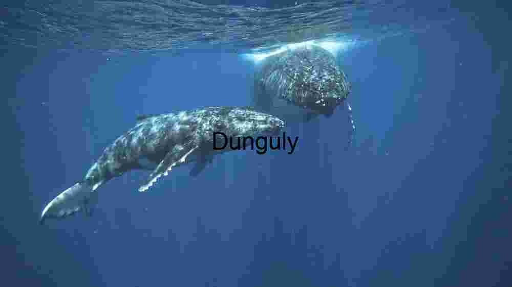Ocean Animal Adventures Dive into diverse sea species' thrilling world! (1) Serene Underwater Ballet of Gentle Giants