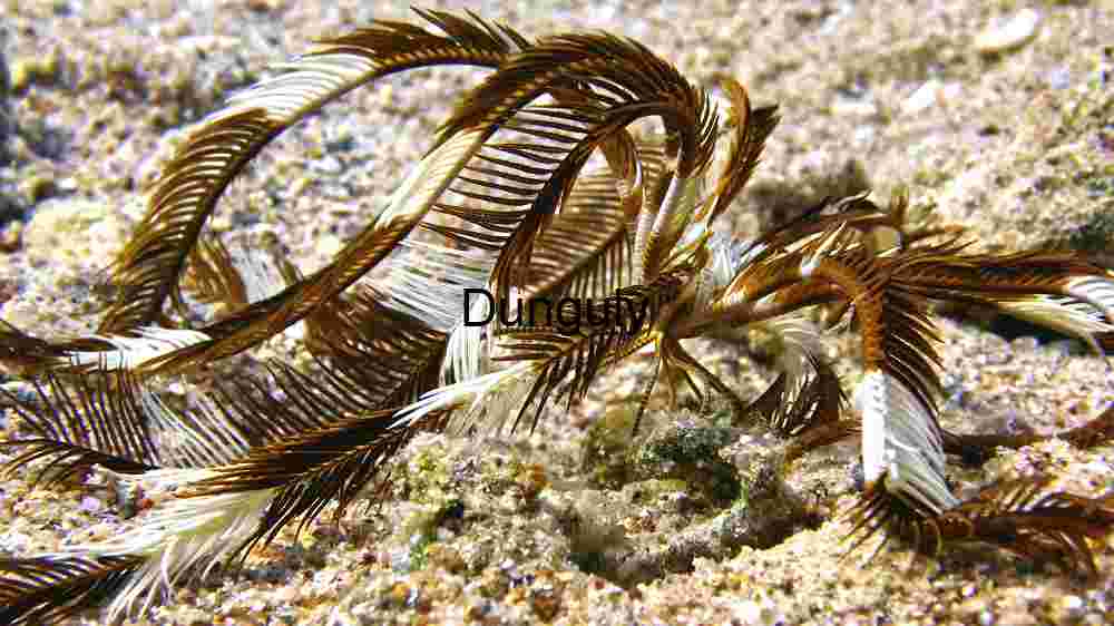Ocean Animal Adventures Dive into diverse sea species' thrilling world! (108) Underwater Elegance: The Feather Star
