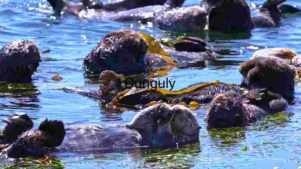 Ocean Animal Adventures Dive into diverse sea species' thrilling world! (112) Glowing Ember Bunny: A Digital Artwork
