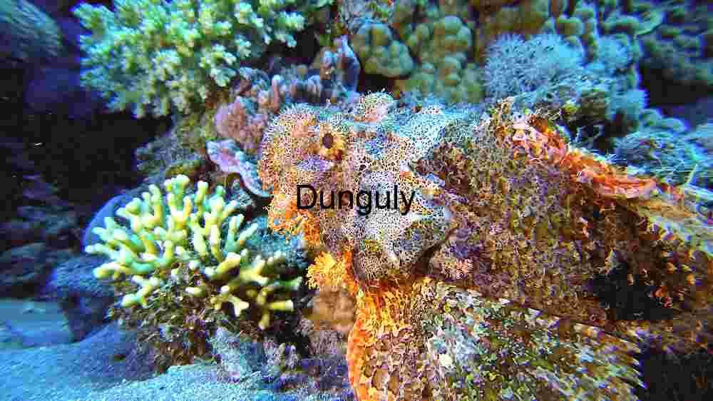 Ocean Animal Adventures Dive into diverse sea species' thrilling world! (116) Serene Otter Gathering in Coastal Waters