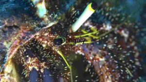 At Home Underwater Marvel: The Enigmatic Banded Coral Shrimp