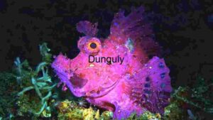 At Home Vibrant Underwater Marvel: The Purple Rhinopias